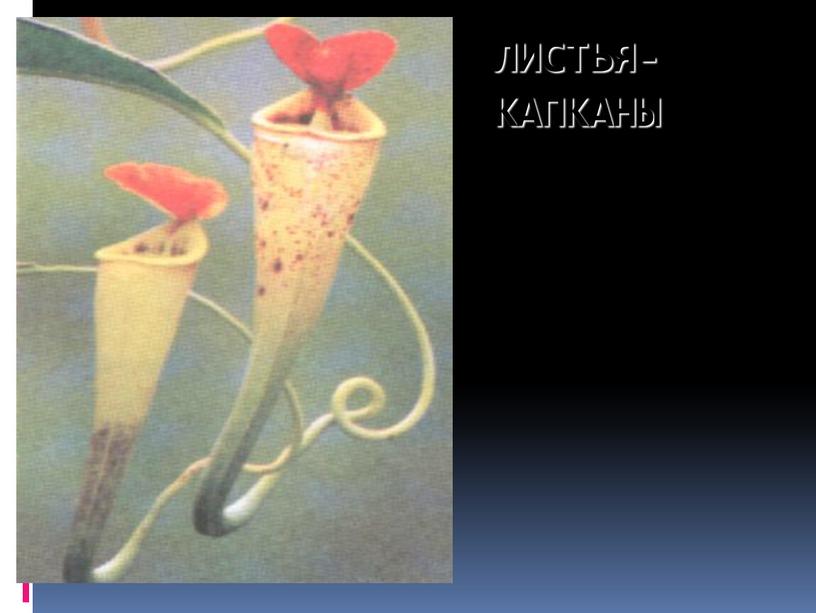 ЛИСТЬЯ-КАПКАНЫ