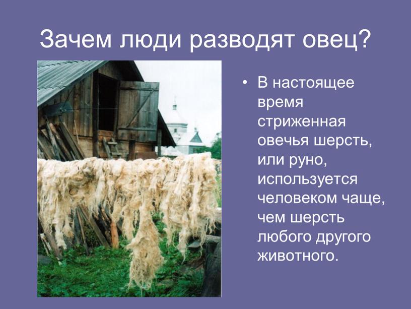 Зачем люди разводят овец? В настоящее время стриженная овечья шерсть, или руно, используется человеком чаще, чем шерсть любого другого животного