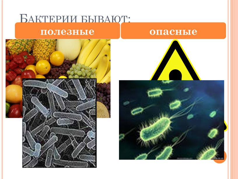 Бактерии бывают: полезные опасные