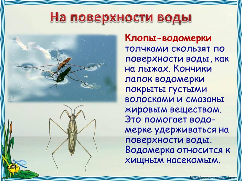 На поверхности воды Клопы-водомерки толчками скользят по поверхности воды, как на лыжах