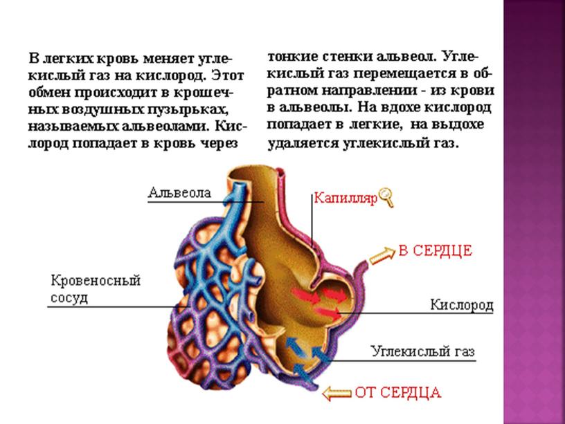 Презентация "Организм человека. Дыхательная  система" (8 класс, биология)