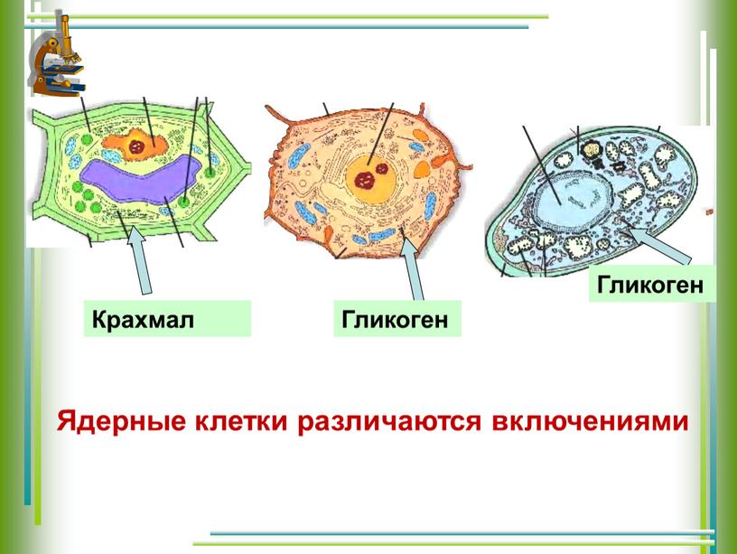 Ядерные клетки различаются включениями