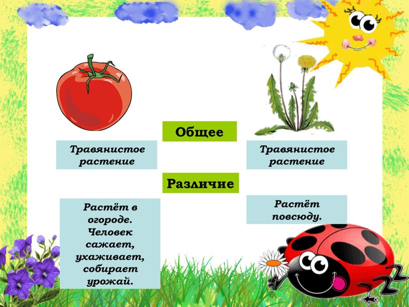 Общее Различие Травянистое растение