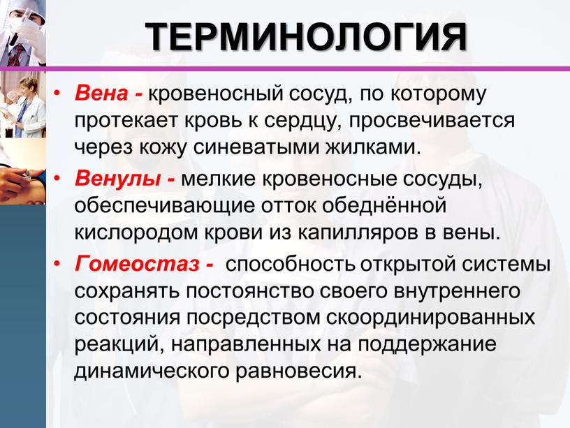 ТЕРМИНОЛОГИЯ Вена - кровеносный сосуд, по которому протекает кровь к сердцу, просвечивается через кожу синеватыми жилками