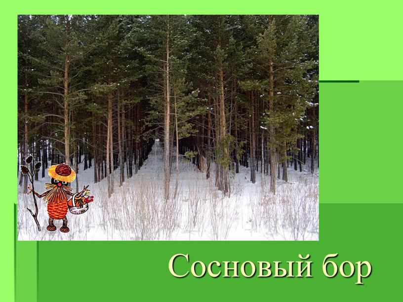 Сосновый бор