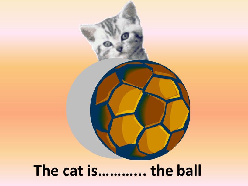 behind The cat is………... the ball