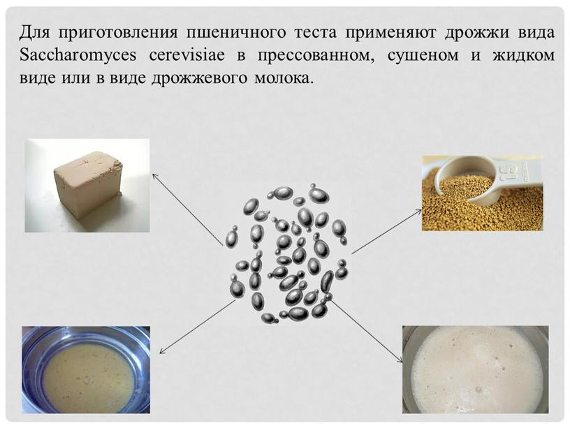 Для приготовления пшеничного теста применяют дрожжи вида