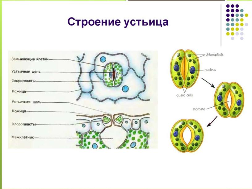 Вегетативные органы растений.