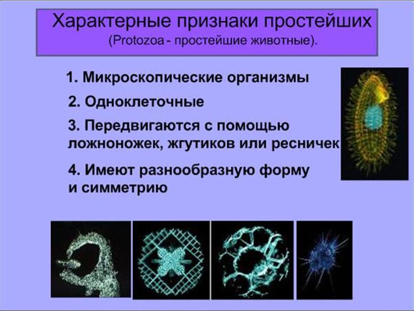 Презентация по биологии 7 класс "Общая характеристика простейших"