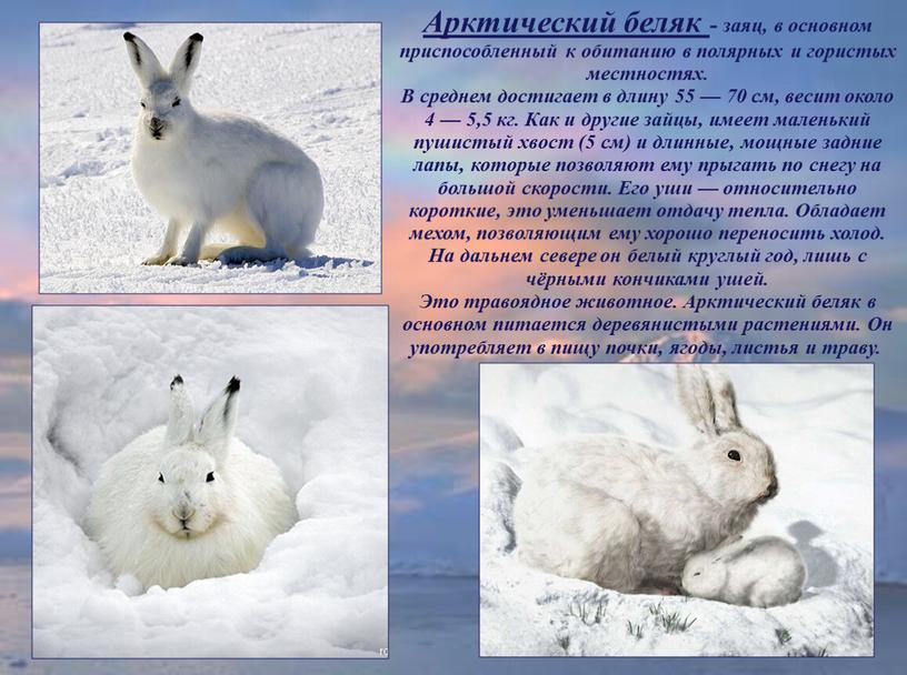 Арктический беляк - заяц, в основном приспособленный к обитанию в полярных и гористых местностях