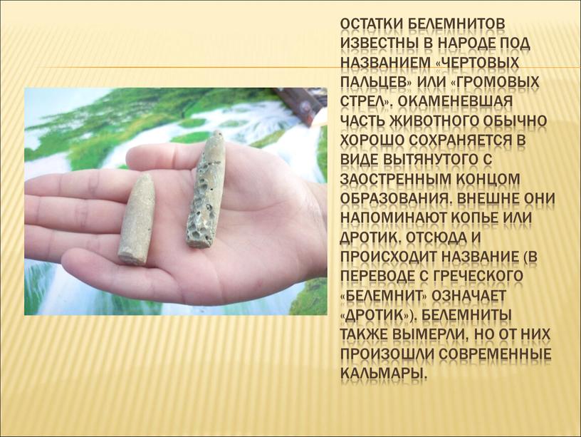 Остатки белемнитов известны в народе под названием «чертовых пальцев» или «громовых стрел»
