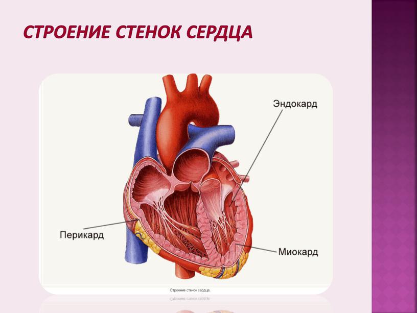 Строение стенок сердца