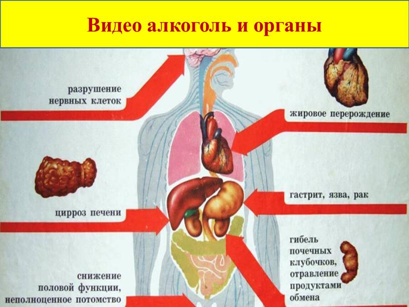 Видео алкоголь и органы