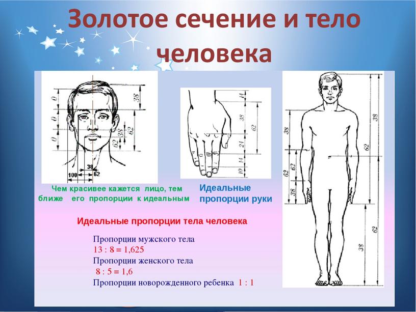 Золотое сечение и тело человека