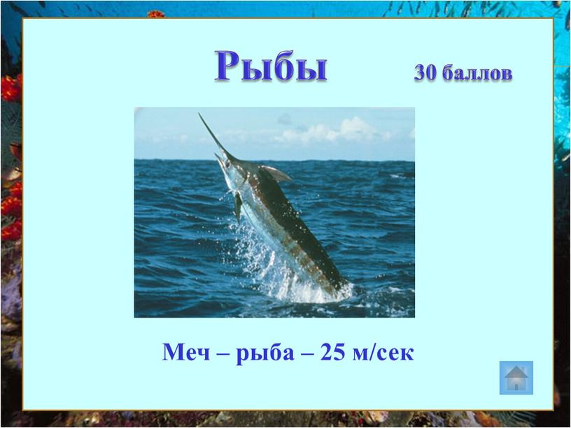 Меч – рыба – 25 м/сек