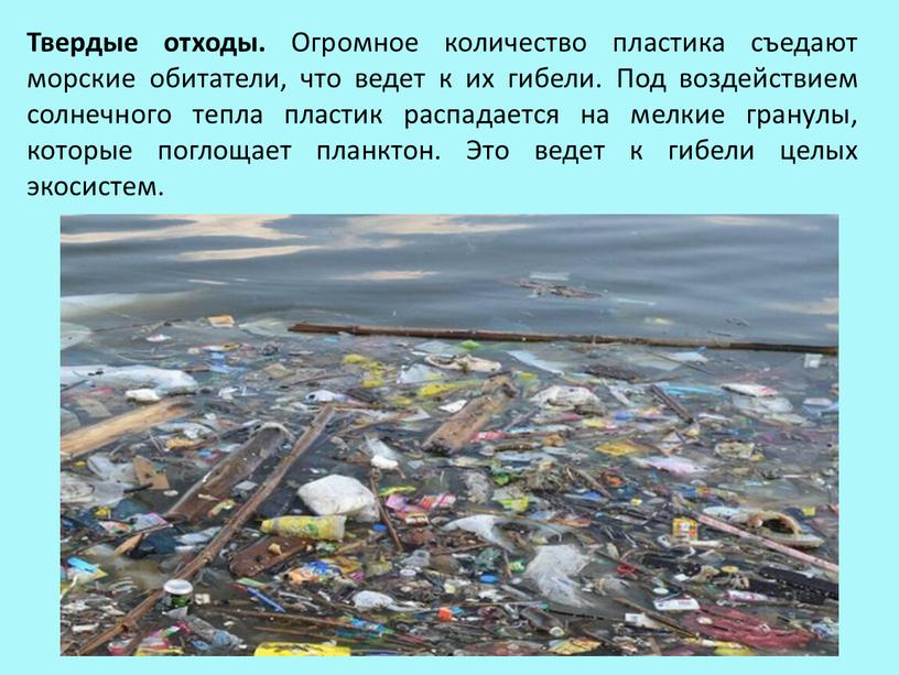 Твердые отходы. Огромное количество пластика съедают морские обитатели, что ведет к их гибели