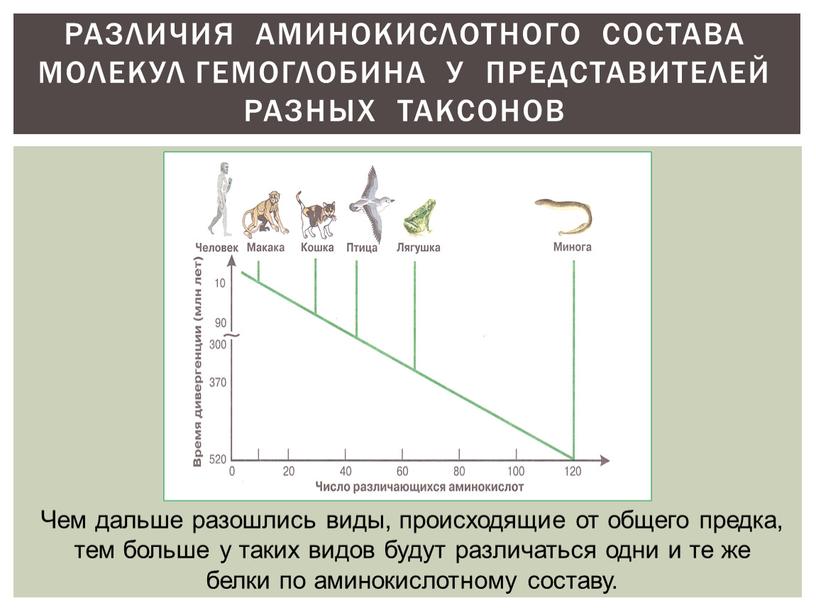 Различия аминокислотного состава молекул гемоглобина у представителей разных таксонов