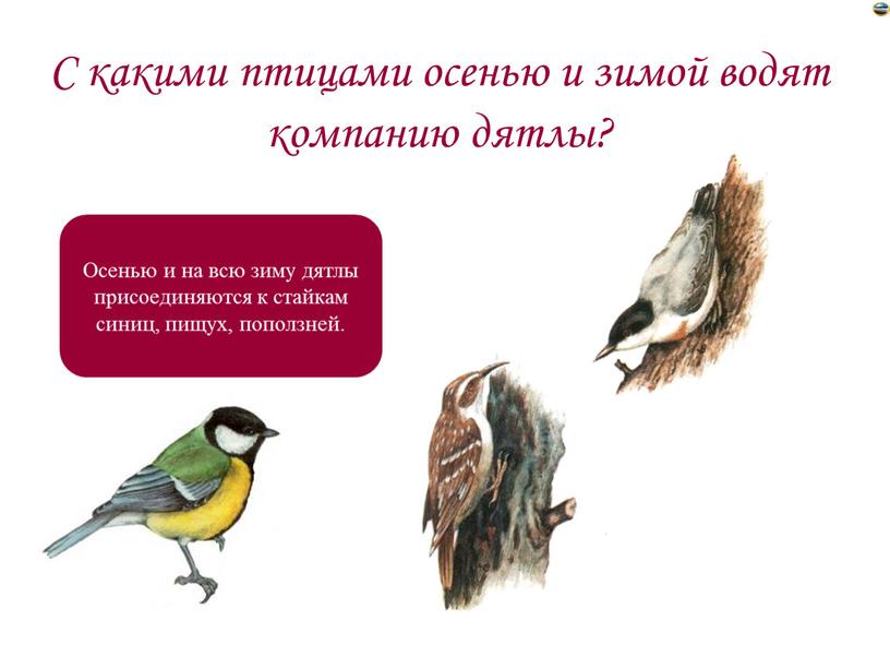 С какими птицами осенью и зимой водят компанию дятлы?