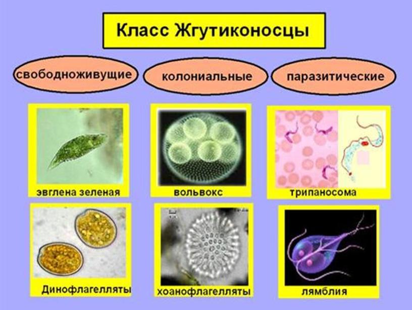 Презентация по биологии 7 класс "Общая характеристика простейших"