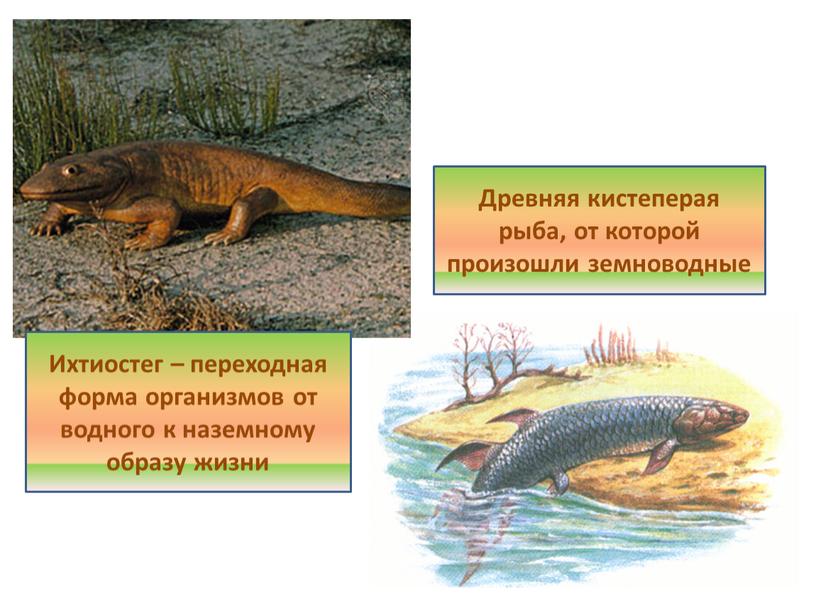 Ихтиостег – переходная форма организмов от водного к наземному образу жизни