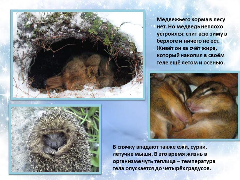 Медвежьего корма в лесу нет. Но медведь неплохо устроился: спит всю зиму в берлоге и ничего не ест