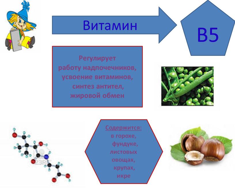 Витамин B5 Регулирует работу надпочечников, усвоение витаминов, синтез антител, жировой обмен