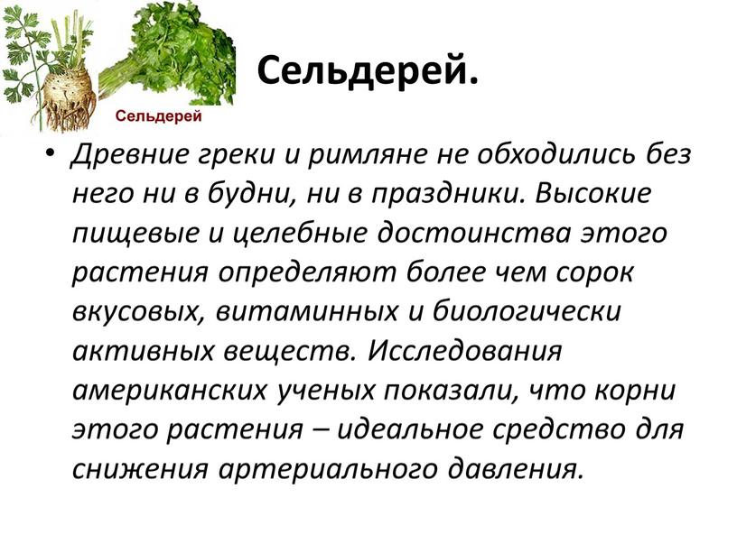 Сельдерей. Древние греки и римляне не обходились без него ни в будни, ни в праздники