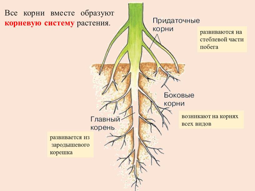 Все корни вместе образуют корневую систему растения