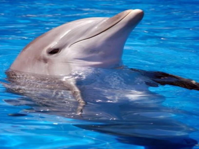 "Дельфины -люди моря"