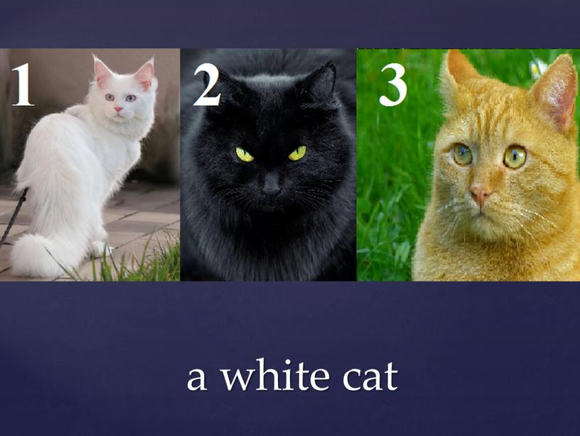 a white cat