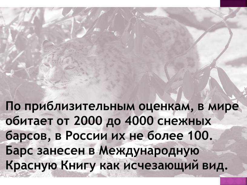 По приблизительным оценкам, в мире обитает от 2000 до 4000 снежных барсов, в