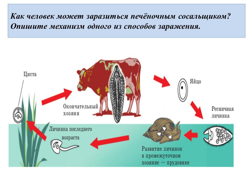 Как человек может заразиться печёночным сосальщиком?