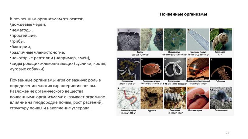 Почвенные организмы К почвенным организмам относятся: дождевые черви, нематоды, простейшие, грибы, бактерии, различные членистоногие, некоторые рептилии (например, змеи), виды роющих млекопитающих (суслики, кроты, луговые собачки)