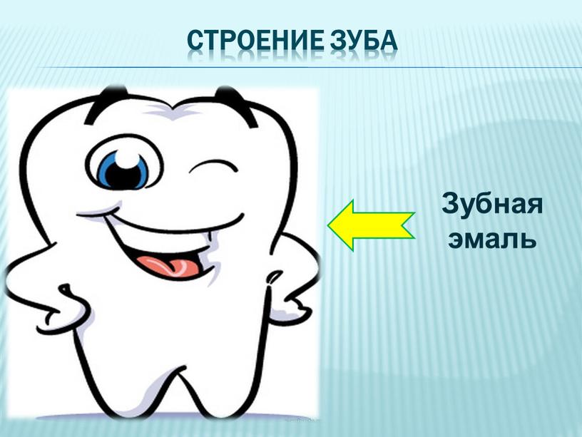 СТРОЕНИЕ ЗУБА Зубная эмаль