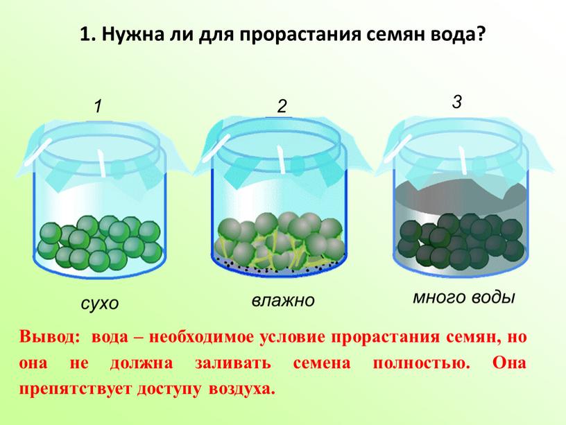 Нужна ли для прорастания семян вода? сухо влажно много воды 1 2 3