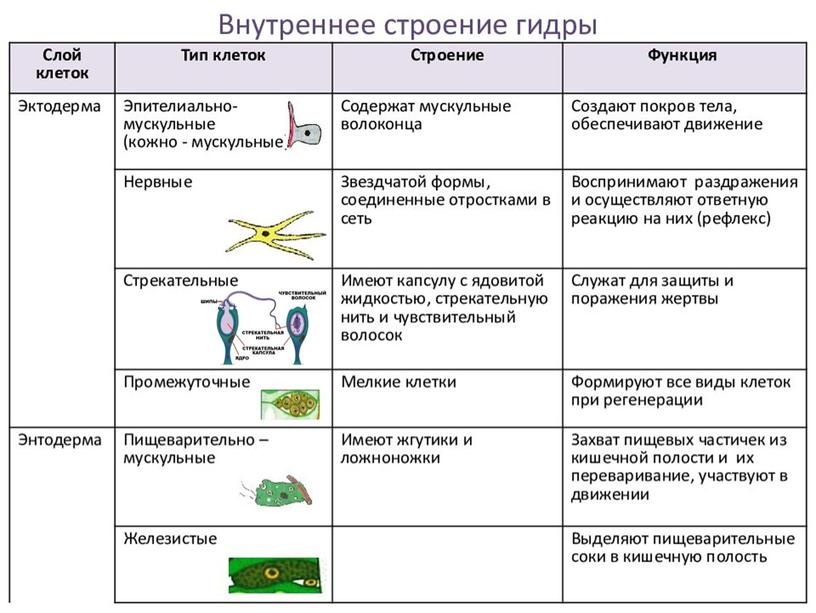 Беспозвоночные животные. Подготовка к ГИА