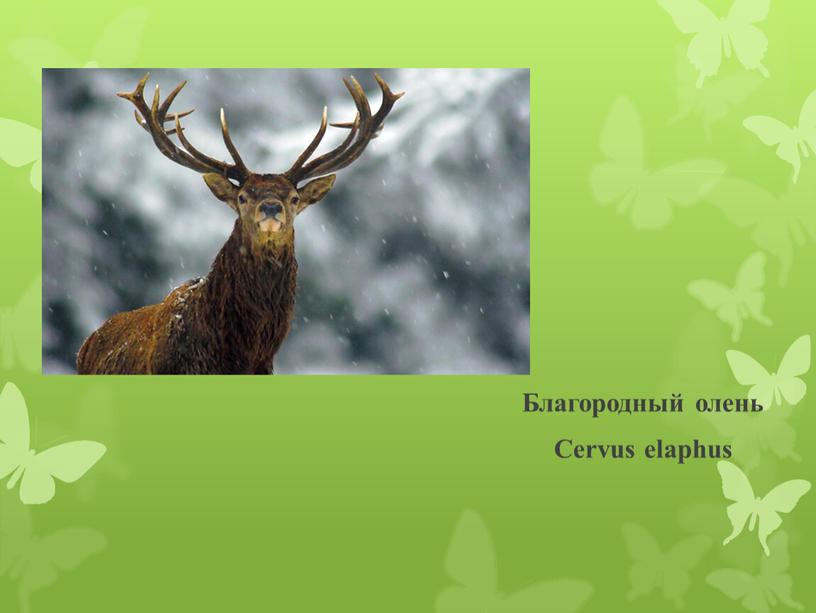 Благородный олень Cervus elaphus
