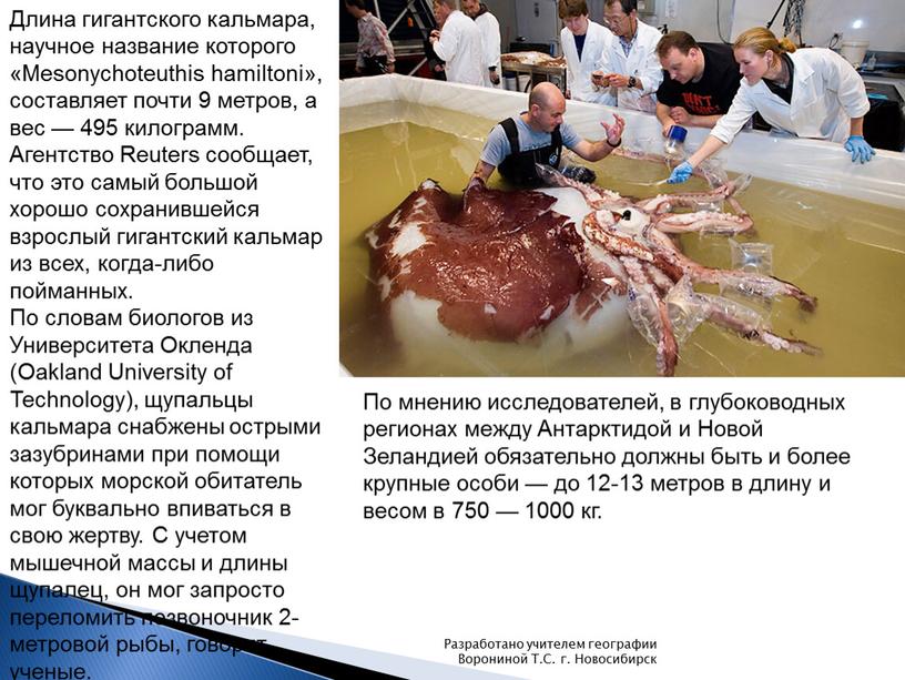 Длина гигантского кальмара, научное название которого «Mesonychoteuthis hamiltoni», составляет почти 9 метров, а вес — 495 килограмм