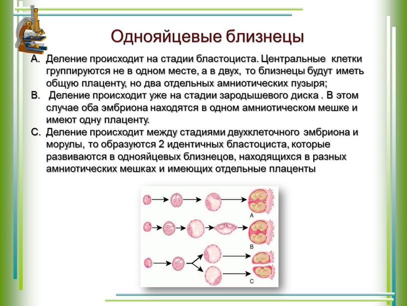 Однояйцевые близнецы Деление происходит на стадии бластоциста