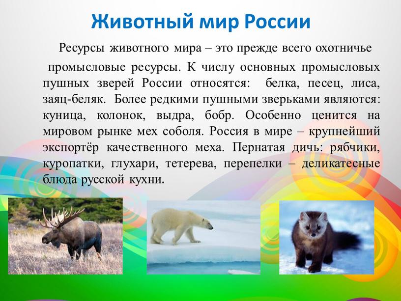 Животный мир России Ресурсы животного мира – это прежде всего охотничье промысловые ресурсы