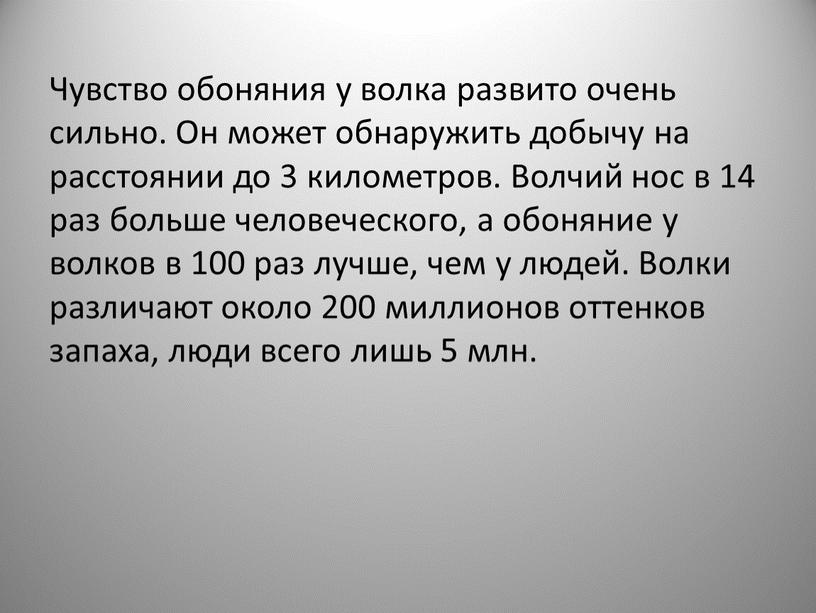 Чувство обоняния у волка развито очень сильно