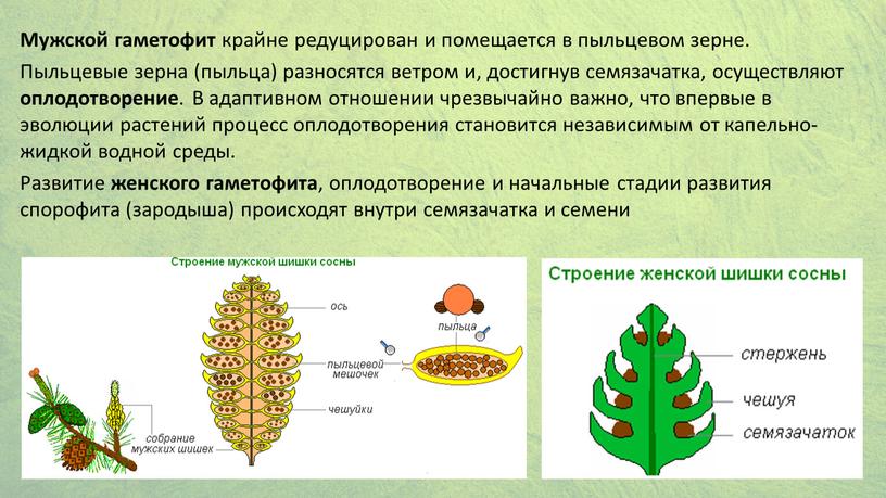 Мужской гаметофит крайне редуцирован и помещается в пыльцевом зерне