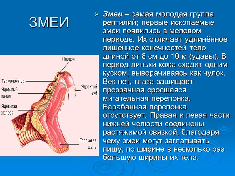 ЗМЕИ Змеи – самая молодая группа рептилий; первые ископаемые змеи появились в меловом периоде