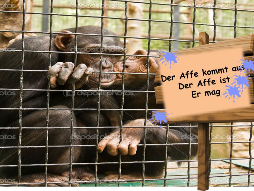 Der Affe kommt aus Der Affe ist