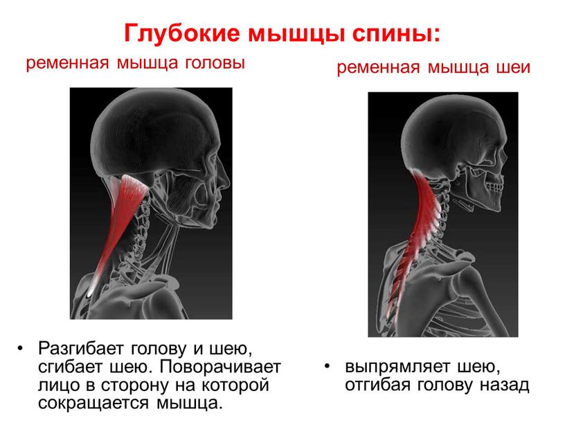 Глубокие мышцы спины: ременная мышца шеи ременная мышца головы