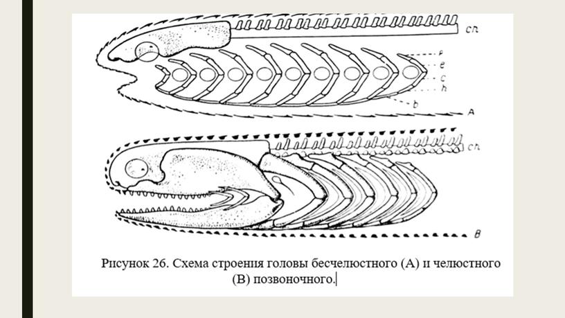 Осевой скелет позвоночных