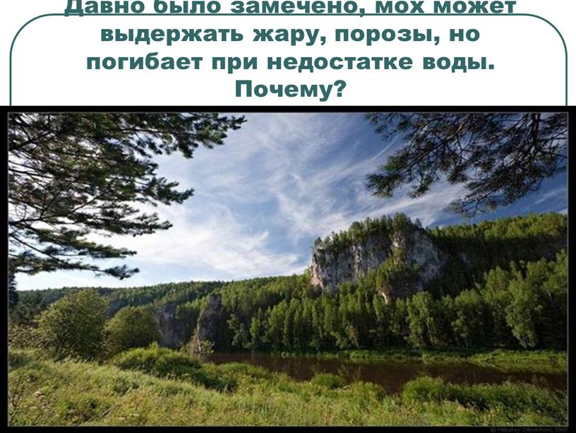 Давно было замечено, мох может выдержать жару, порозы, но погибает при недостатке воды