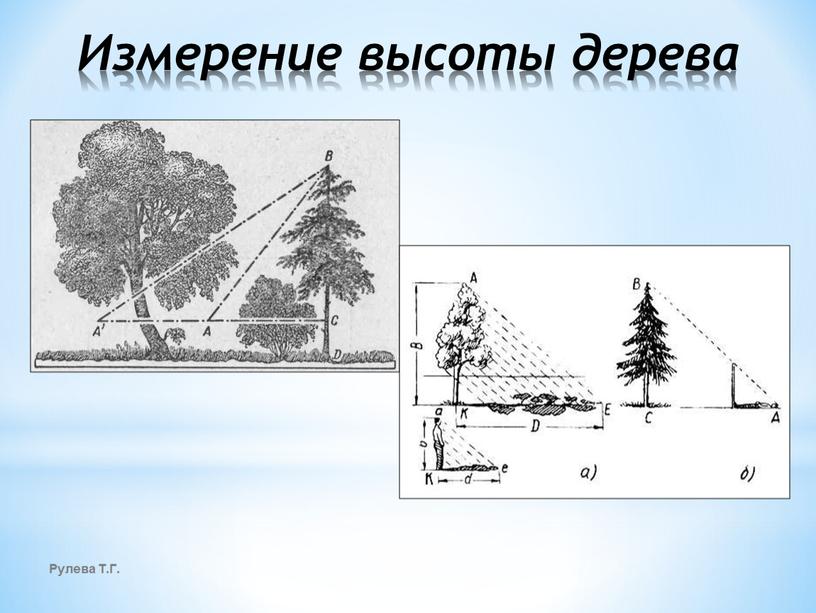 Измерение высоты дерева Рулева