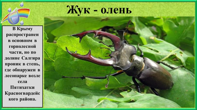 Жук - олень В Крыму распространен в основном в горнолесной части, но по долине