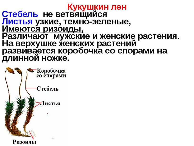 Презентация Проект Моховидные Новосибирской области